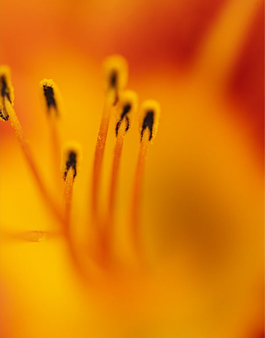 Zuzu - Day Lily - Abstract