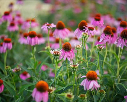 Echinacea in the morning