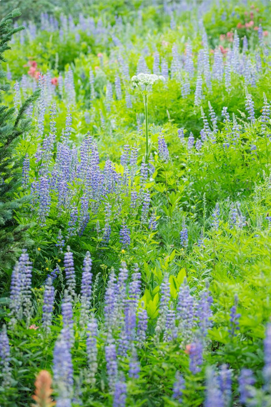 Lupines in the Mountains