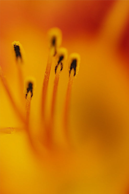 Zuzu - Day Lily - Abstract