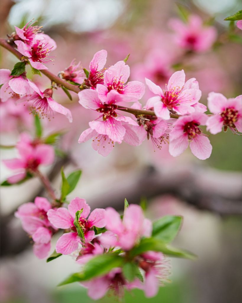 Peach Tree Blossoms