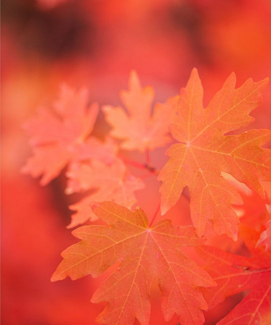 Scarlet - Maple Leaves