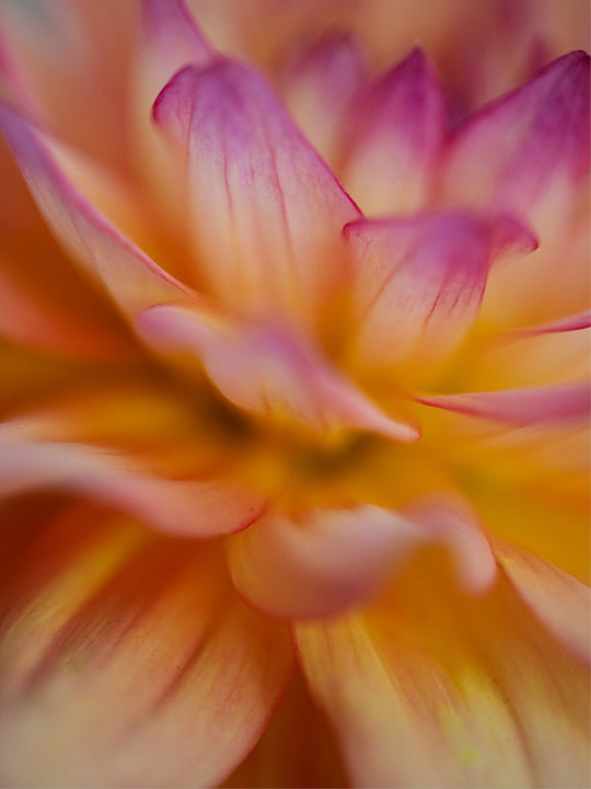 Dahlia