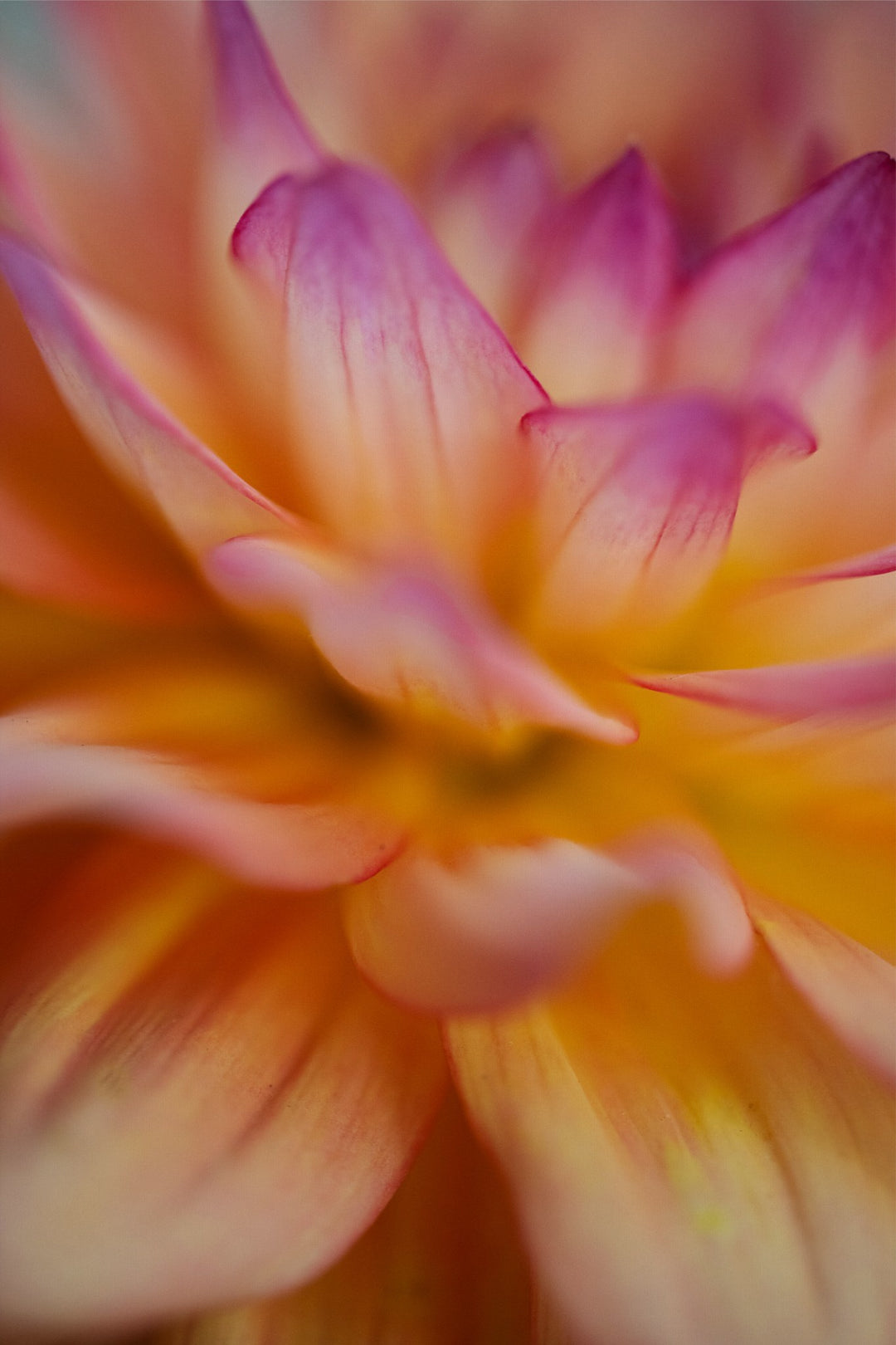 Dahlia