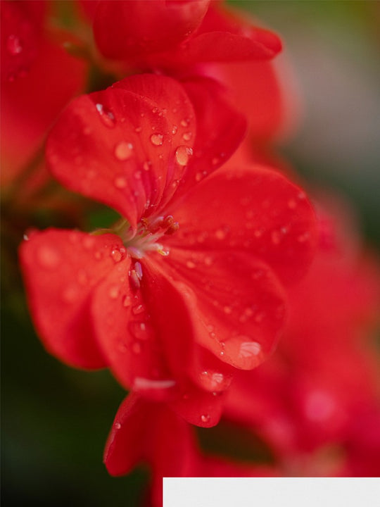 Karen - Red Geranium