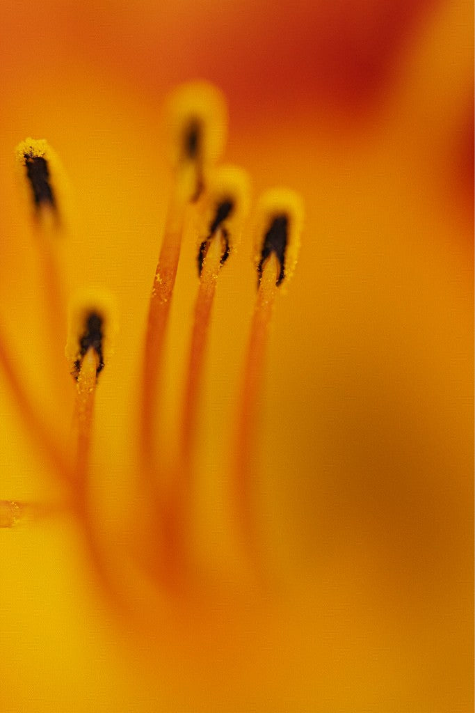 Zuzu - Day Lily - Abstract