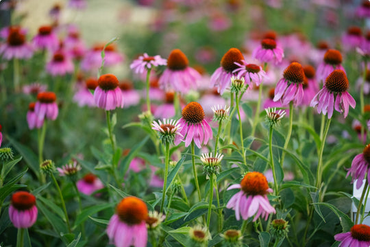 Echinacea in the morning