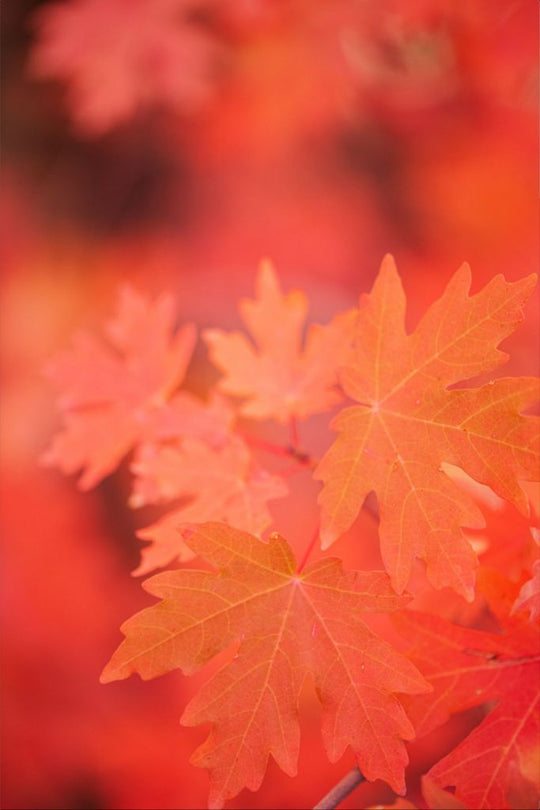 Scarlet - Maple Leaves