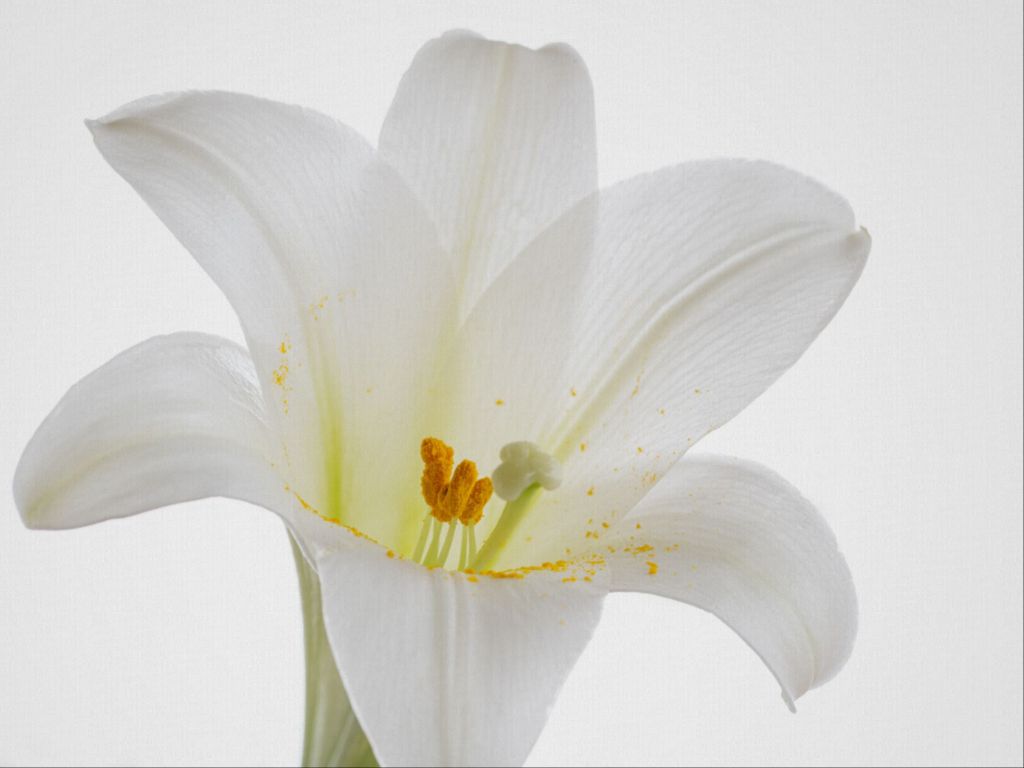 Grace - Easter Lily