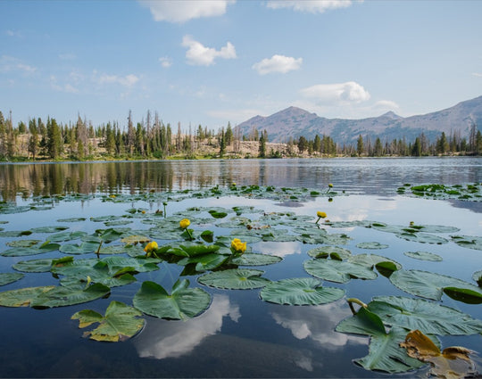 Ruth Lake