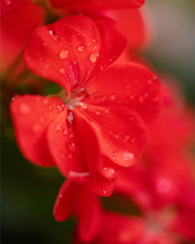 Karen - Red Geranium