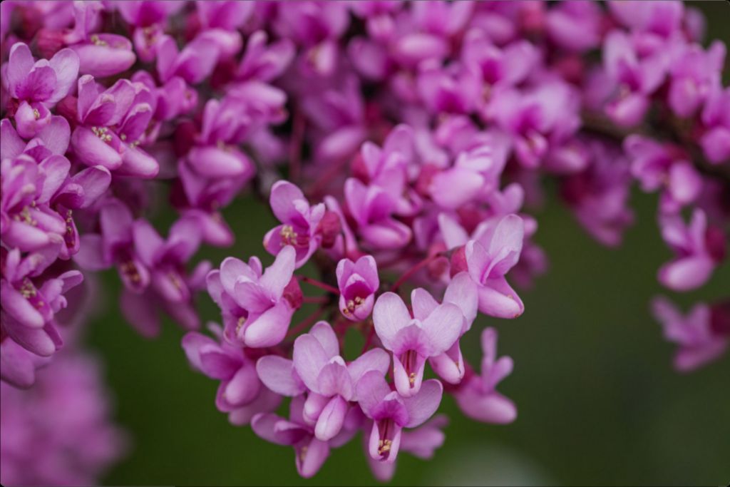 Purple Blossoms