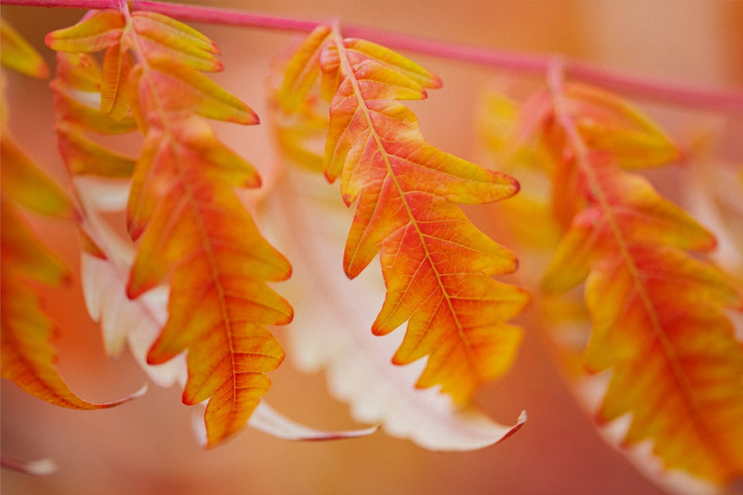 Autumn Leaves - red and orange