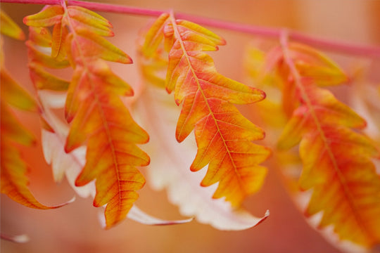 Autumn Leaves - red and orange