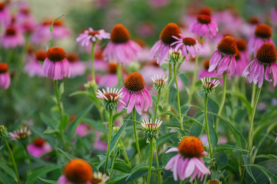 Echinacea in the morning