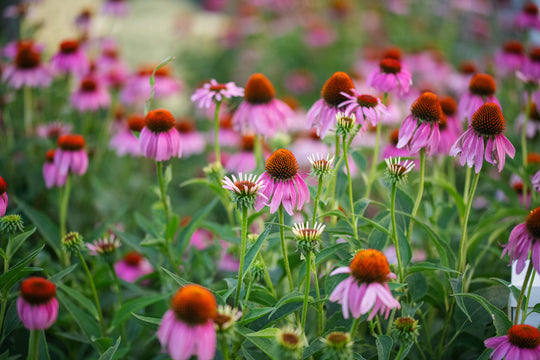 Echinacea in the morning